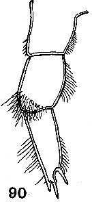 Espèce Onchocalanus cristatus - Planche 12 de figures morphologiques