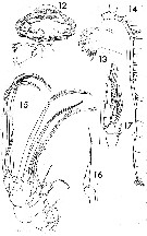 Espèce Temorites kanaevae - Planche 2 de figures morphologiques