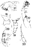 Species Temorites elongata - Plate 6 of morphological figures