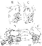 Espèce Gaussia princeps - Planche 9 de figures morphologiques