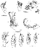 Species Bathycalanus unicornis - Plate 2 of morphological figures