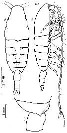 Species Bradycalanus enormis - Plate 7 of morphological figures