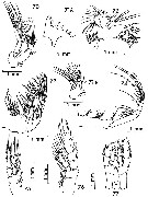 Species Bradycalanus enormis - Plate 10 of morphological figures