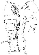 Espèce Elenacalanus eltaninae - Planche 4 de figures morphologiques