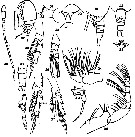 Species Delibus sewelli - Plate 2 of morphological figures