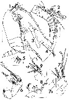 Espèce Pseudoamallothrix soaresmoreirai - Planche 1 de figures morphologiques