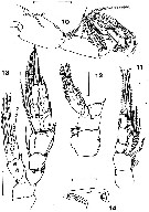 Species Pseudoamallothrix soaresmoreirai - Plate 2 of morphological figures