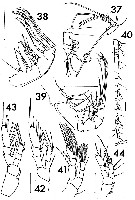 Espèce Euaugaptilus fagettiae - Planche 2 de figures morphologiques