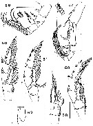 Espce Arietellus mohri - Planche 6 de figures morphologiques