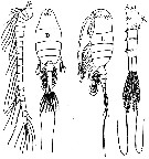 Species Pseudodiaptomus ornatus - Plate 1 of morphological figures
