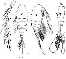 Species Pseudodiaptomus trihamatus - Plate 1 of morphological figures