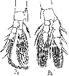 Espèce Pseudodiaptomus trihamatus - Planche 3 de figures morphologiques