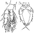 Species Pseudodiaptomus trihamatus - Plate 4 of morphological figures