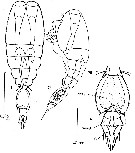 Espèce Vettoria granulosa - Planche 6 de figures morphologiques