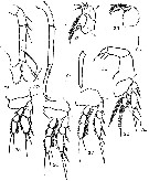 Espèce Vettoria longifurca - Planche 4 de figures morphologiques