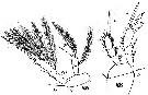 Espèce Vettoria granulosa - Planche 10 de figures morphologiques