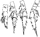 Espèce Amallothrix sarsi - Planche 4 de figures morphologiques