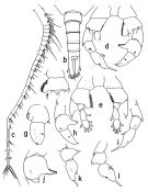 Espèce Paraheterorhabdus (Paraheterorhabdus) robustus - Planche 3 de figures morphologiques