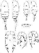 Espèce Pseudodiaptomus panamensis - Planche 1 de figures morphologiques