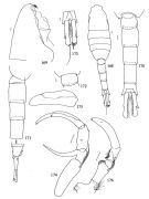 Species Metridia princeps - Plate 3 of morphological figures