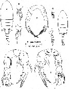 Species Pseudodiaptomus baylyi - Plate 1 of morphological figures