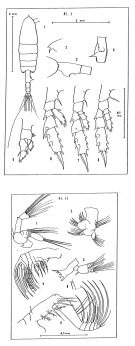 Espce Euchaeta paraconcinna - Planche 2 de figures morphologiques