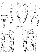 Espèce Pseudodiaptomus occidentalus - Planche 1 de figures morphologiques