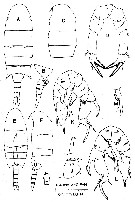 Species Pseudodiaptomus galleti - Plate 4 of morphological figures