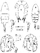 Species Pseudodiaptomus caritus - Plate 1 of morphological figures