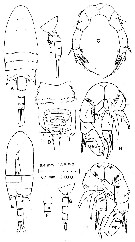 Species Pseudodiaptomus aurivilli - Plate 2 of morphological figures