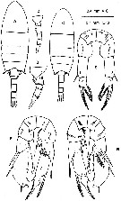 Species Pseudodiaptomus salinus - Plate 1 of morphological figures