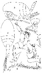 Espèce Miostephos cubrobex - Planche 1 de figures morphologiques