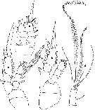 Espce Oithona colcarva - Planche 2 de figures morphologiques
