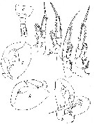 Espèce Tortanus (Atortus) scaphus - Planche 2 de figures morphologiques