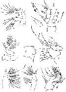 Species Pseudocyclops cokeri - Plate 2 of morphological figures
