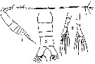 Espèce Mecynocera clausi - Planche 8 de figures morphologiques