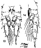 Espèce Acrocalanus monachus - Planche 4 de figures morphologiques