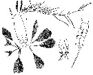 Espèce Calocalanus pavo - Planche 6 de figures morphologiques