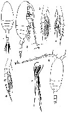 Espèce Pseudocalanus newmani - Planche 2 de figures morphologiques