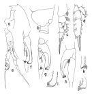 Espèce Euchaeta concinna - Planche 2 de figures morphologiques