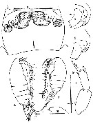 Espèce Parvocalanus crassirostris - Planche 8 de figures morphologiques