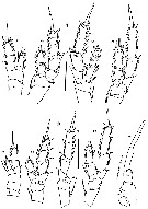 Espèce Parvocalanus crassirostris - Planche 9 de figures morphologiques