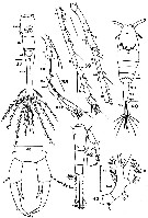Espèce Acartiella keralensis - Planche 1 de figures morphologiques
