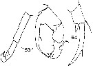 Espèce Acartiella kempi - Planche 3 de figures morphologiques