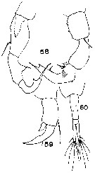 Espèce Acartiella minor - Planche 4 de figures morphologiques