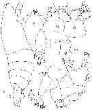 Espèce Mimocalanus nudus - Planche 3 de figures morphologiques