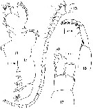 Espèce Mimocalanus nudus - Planche 4 de figures morphologiques
