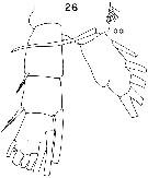 Espèce Spinocalanus angusticeps - Planche 7 de figures morphologiques