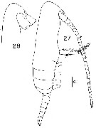 Species Teneriforma naso - Plate 5 of morphological figures