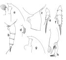 Espèce Paraeuchaeta eltaninae - Planche 1 de figures morphologiques